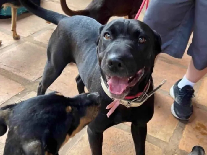 Cachorro raça SRD-ViraLata idade 5 anos nome Hannah