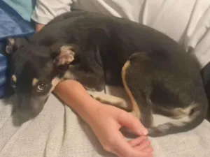 Cachorro raça SRD-ViraLata idade 2 a 6 meses nome Lulu