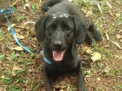 Cachorro raça SRD-ViraLata idade 7 a 11 meses nome Frida