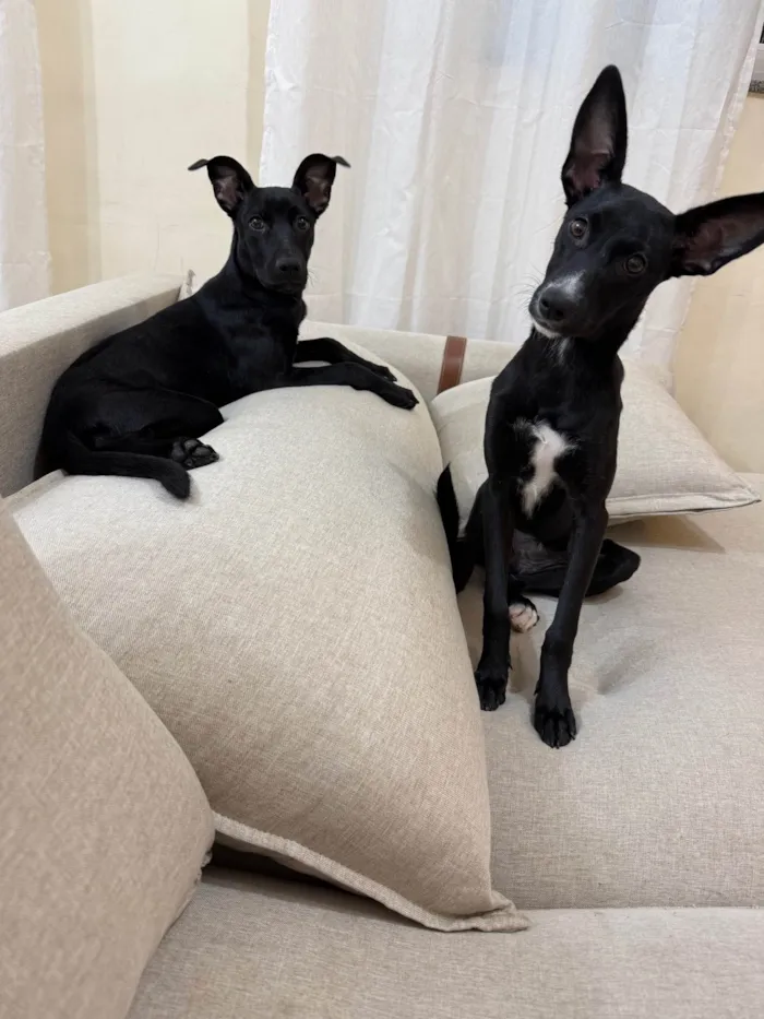 Cachorro ra a SRD-ViraLata idade 2 a 6 meses nome Shayenne e Margarida