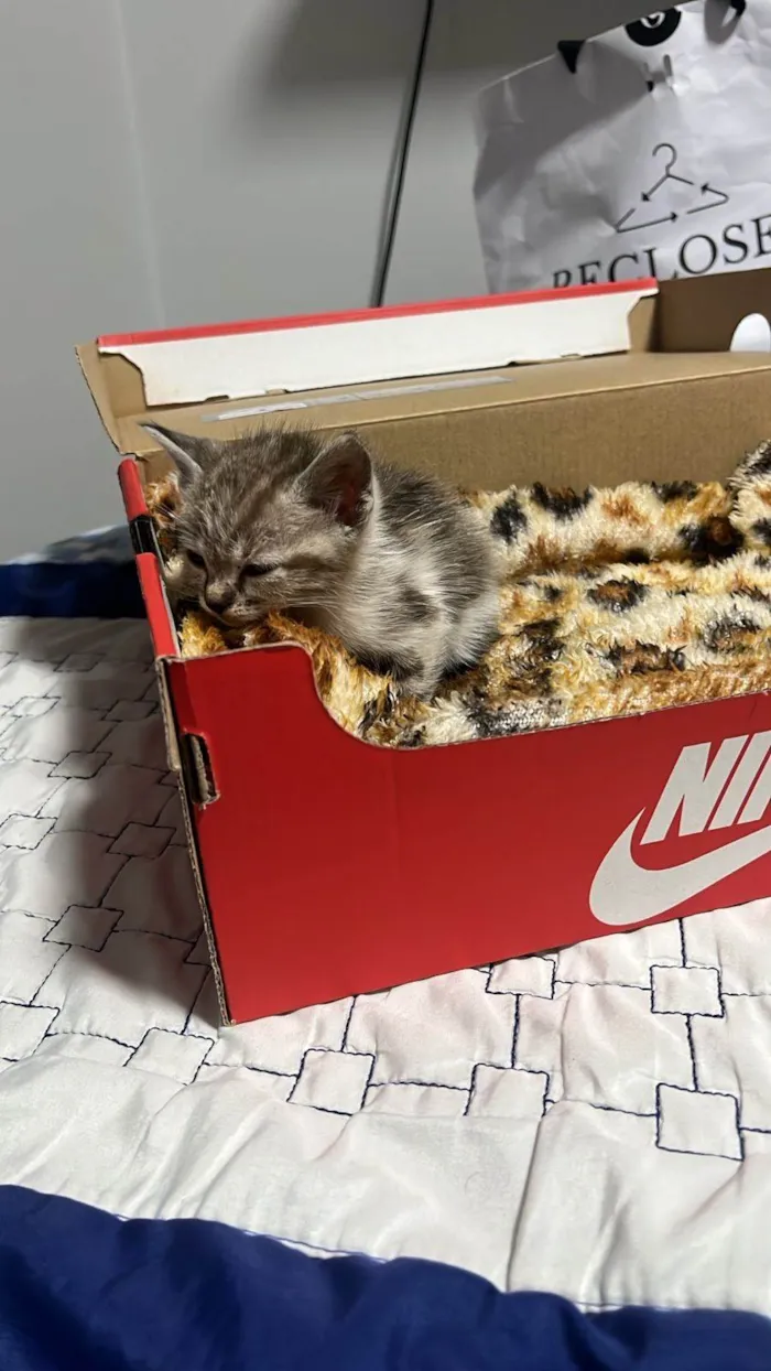 Gato ra a SRD-ViraLata idade 2 a 6 meses nome Sem nome