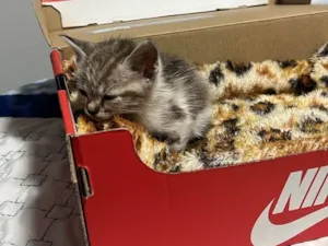 Gato raça SRD-ViraLata idade 2 a 6 meses nome Sem nome