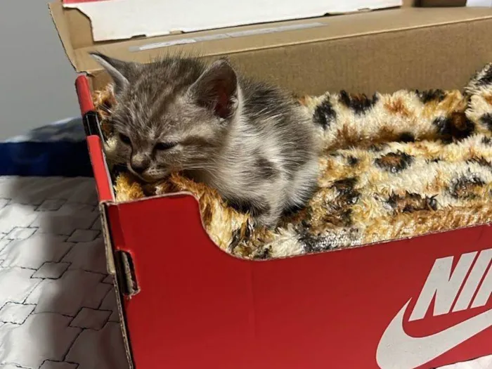 Gato ra a SRD-ViraLata idade 2 a 6 meses nome Sem nome