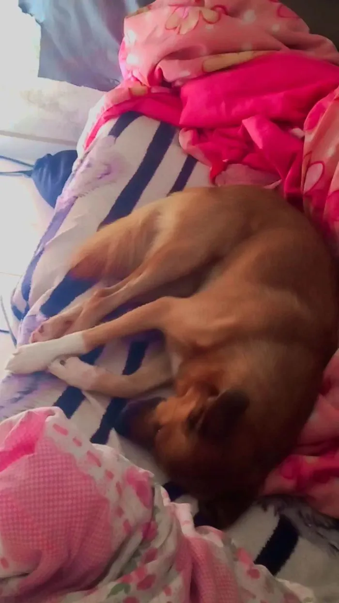 Cachorro ra a SRD-ViraLata idade 1 ano nome Paçoca 