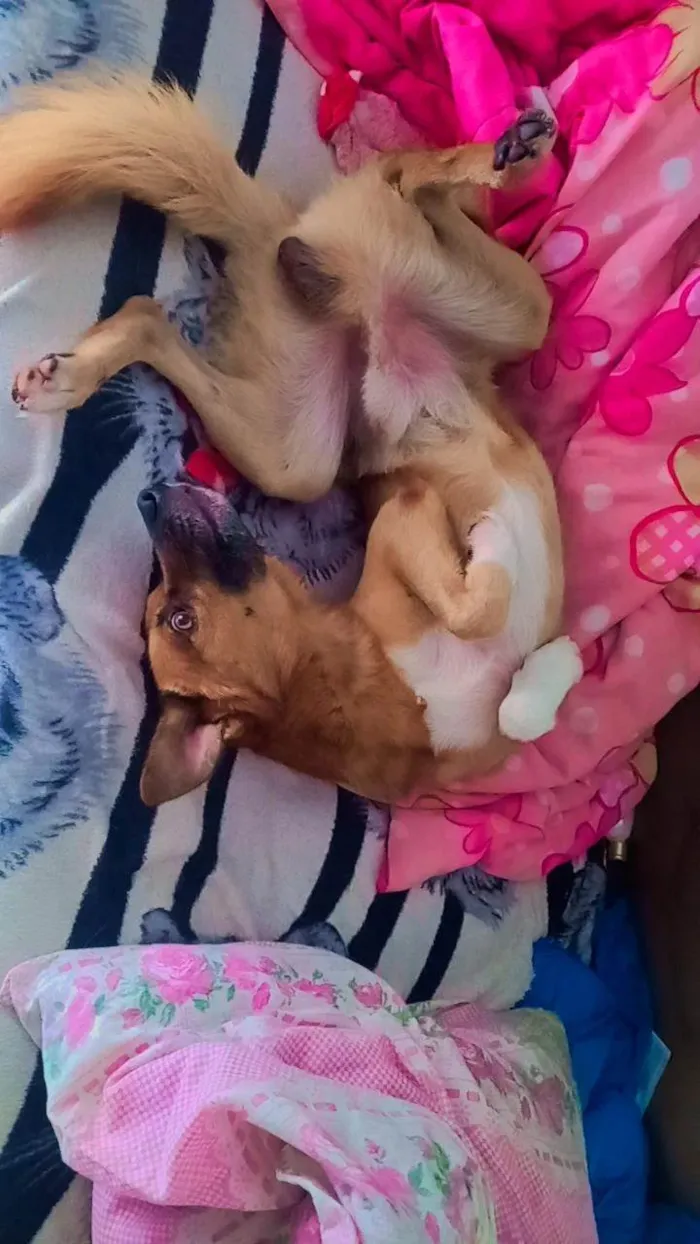 Cachorro ra a SRD-ViraLata idade 1 ano nome Paçoca 