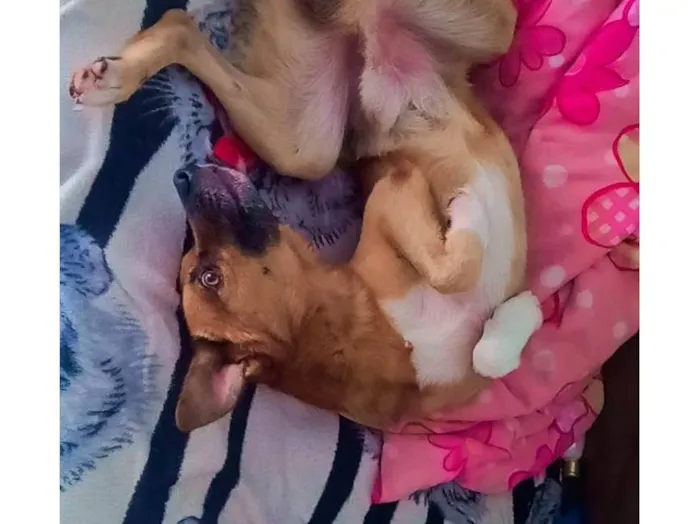 Cachorro ra a SRD-ViraLata idade 1 ano nome Paçoca 