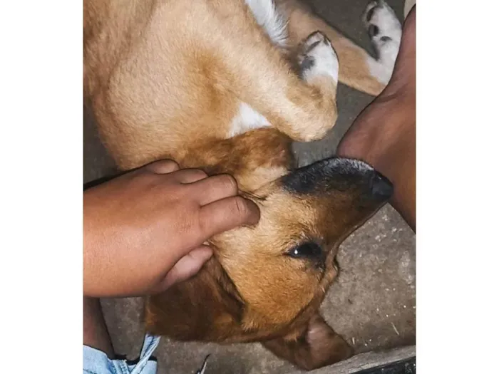 Cachorro ra a SRD-ViraLata idade 1 ano nome Paçoca 