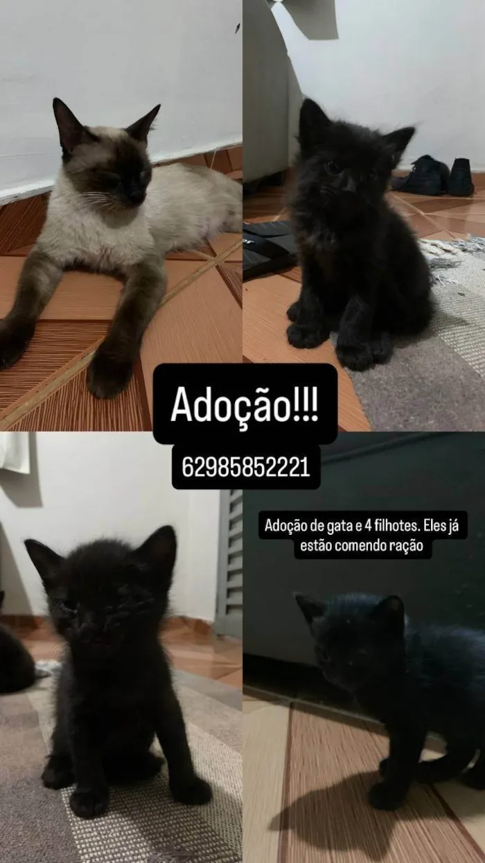 Gato ra a SRD-ViraLata idade 1 ano nome Fifi e filhinhos