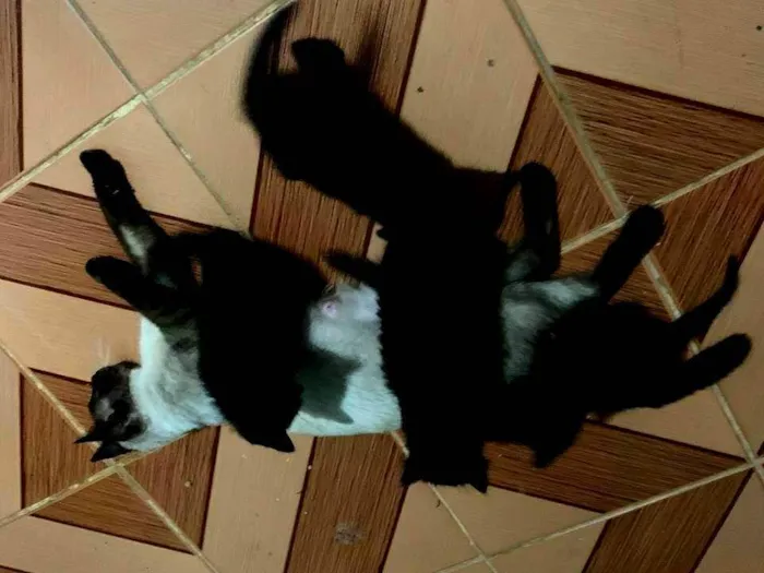 Gato ra a SRD-ViraLata idade 1 ano nome Fifi e filhinhos