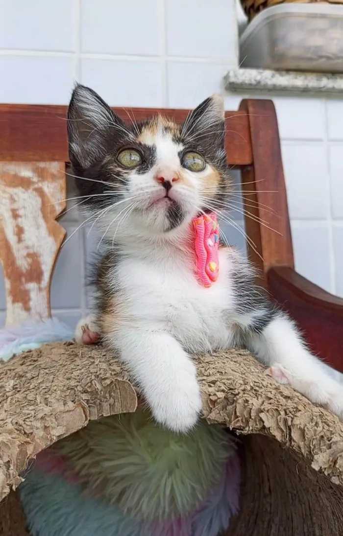 Gato ra a SRD-ViraLata idade 2 a 6 meses nome MIA