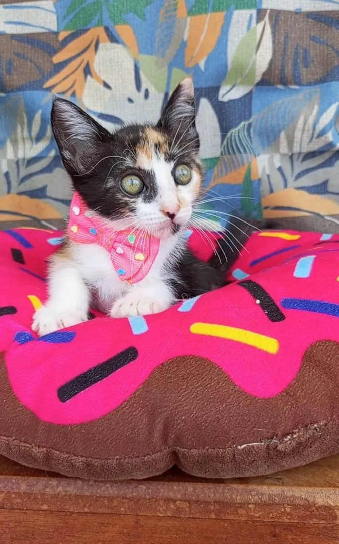 Gato ra a SRD-ViraLata idade 2 a 6 meses nome MIA