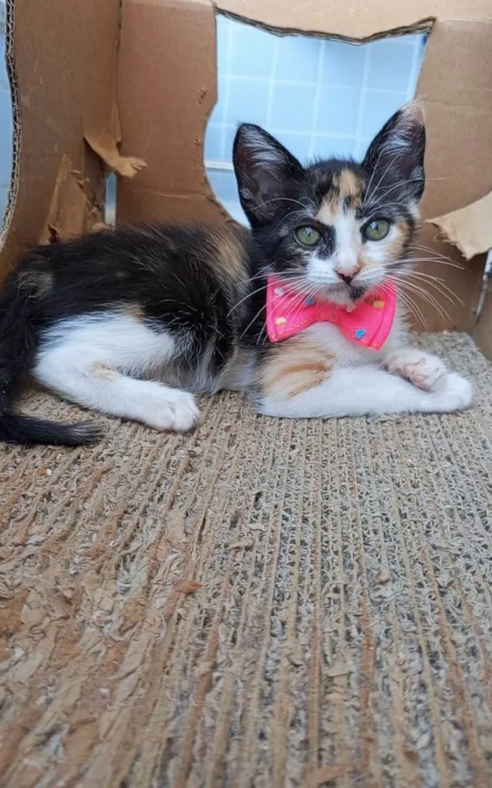 Gato ra a SRD-ViraLata idade 2 a 6 meses nome MIA