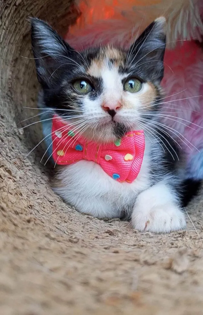 Gato ra a SRD-ViraLata idade 2 a 6 meses nome MIA