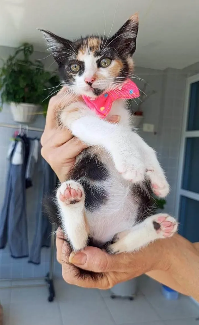 Gato ra a SRD-ViraLata idade 2 a 6 meses nome MIA