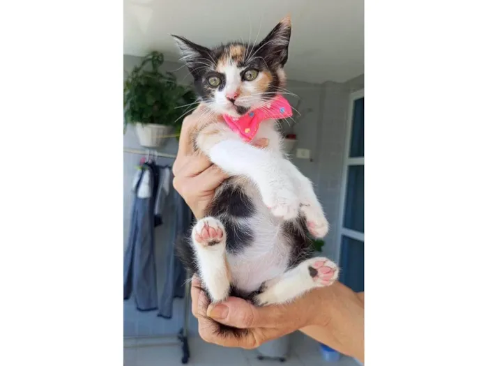 Gato ra a SRD-ViraLata idade 2 a 6 meses nome MIA