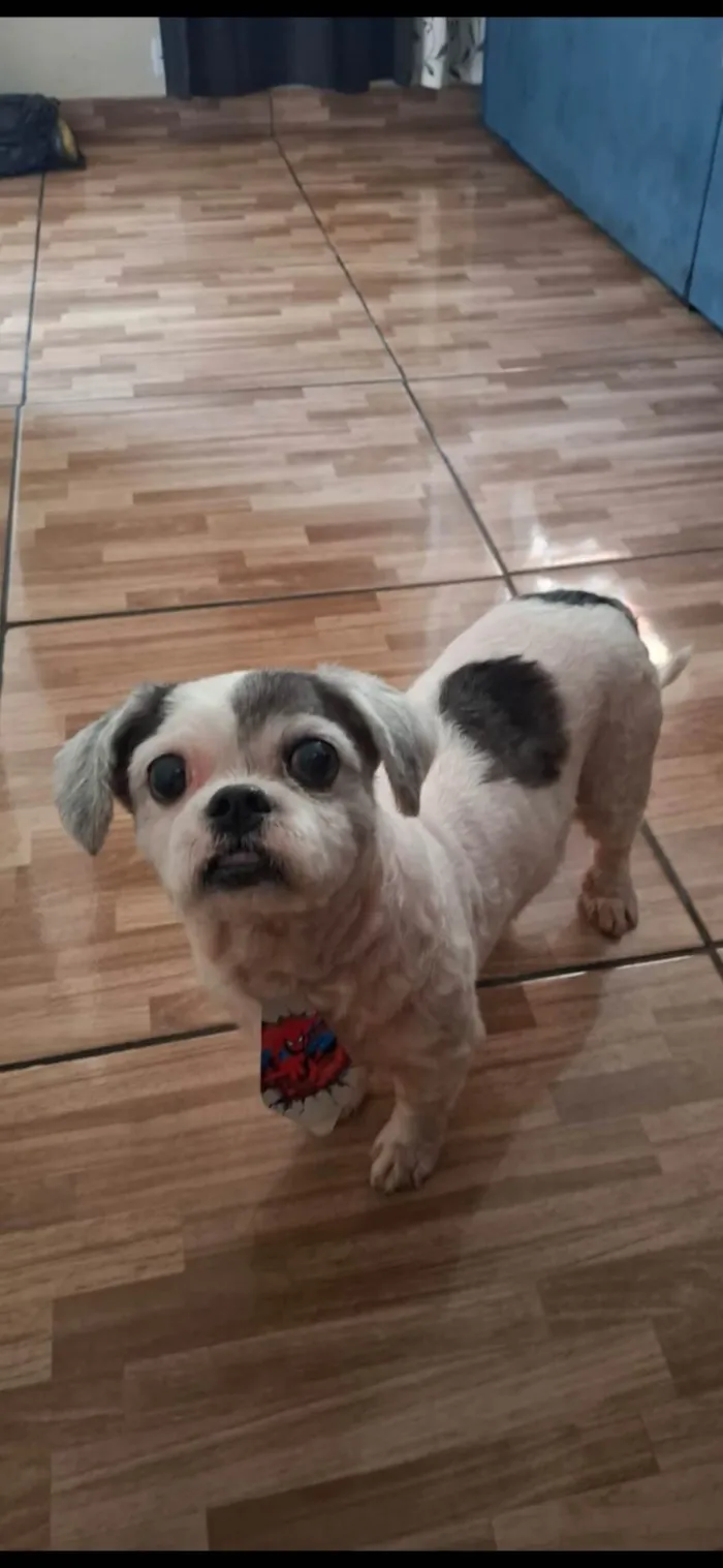 Cachorro ra a Lhasa Apso idade 6 ou mais anos nome Betovem 