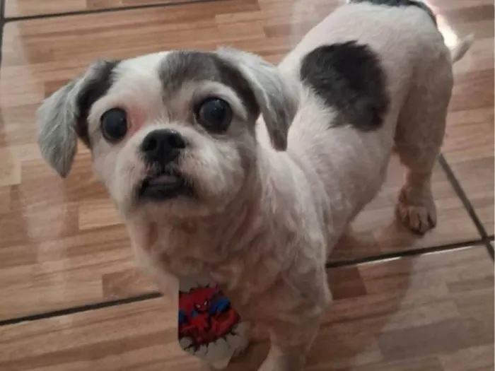 Cachorro ra a Lhasa Apso idade 6 ou mais anos nome Betovem 