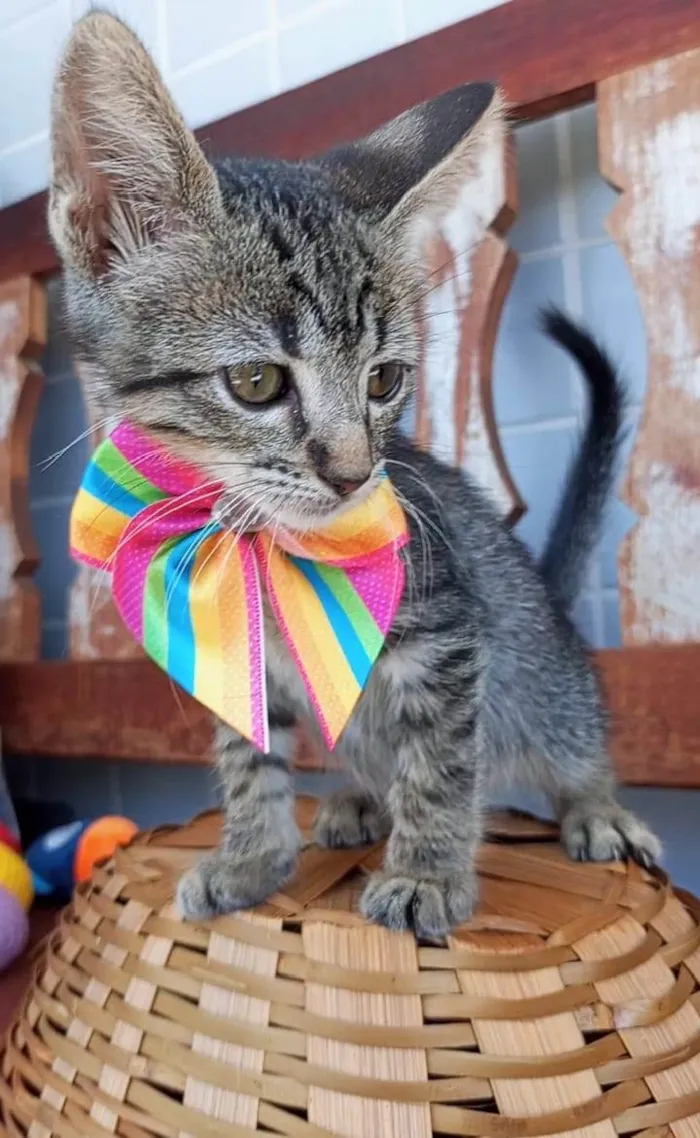 Gato ra a SRD-ViraLata idade 2 a 6 meses nome MOLLY