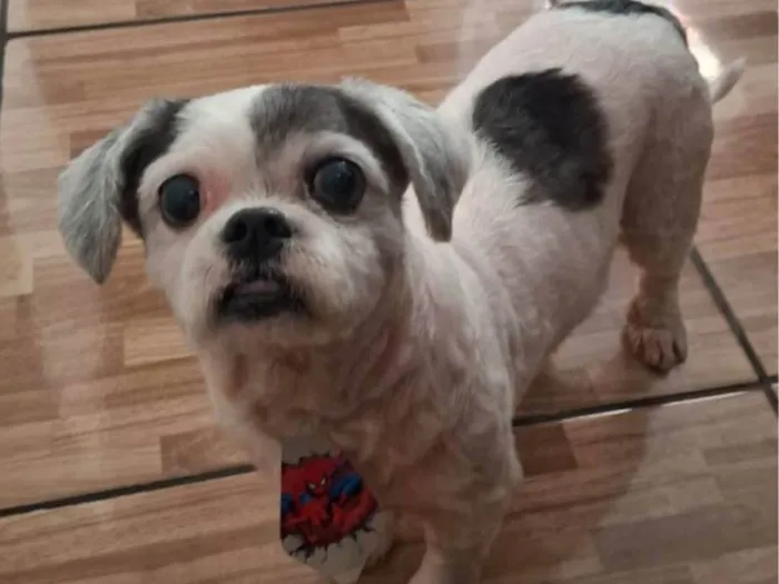 Cachorro ra a Lhasa Apso idade 6 ou mais anos nome Betovem 