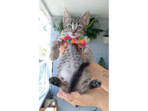 Gato raça SRD-ViraLata idade 2 a 6 meses nome MOLLY