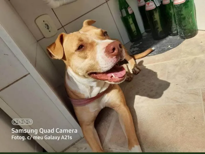 Cachorro ra a Pit-Bull idade 6 ou mais anos nome Kiara