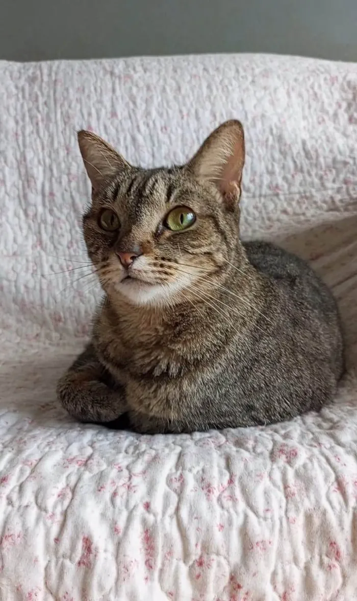 Gato ra a SRD-ViraLata idade 1 ano nome LAURINHA