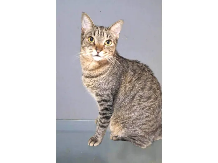 Gato ra a SRD-ViraLata idade 1 ano nome LAURINHA