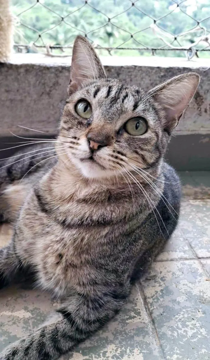 Gato ra a SRD-ViraLata idade 1 ano nome LAURINHA