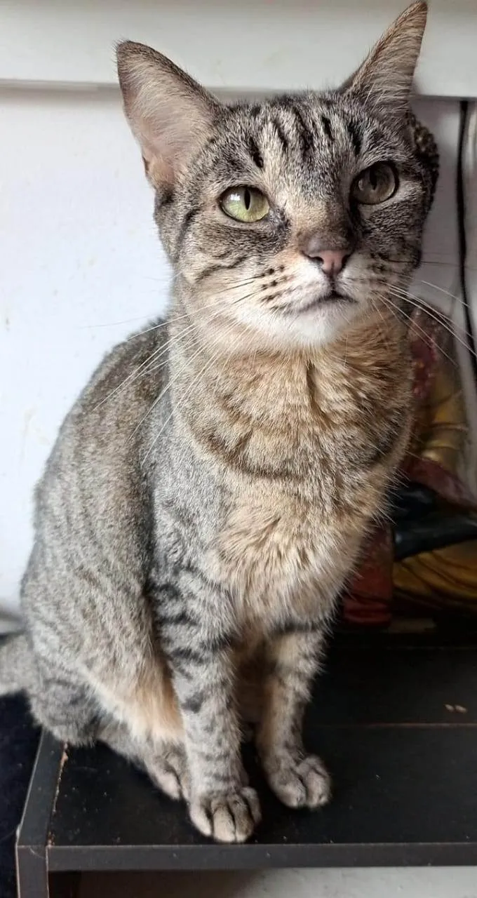 Gato ra a SRD-ViraLata idade 1 ano nome LAURINHA