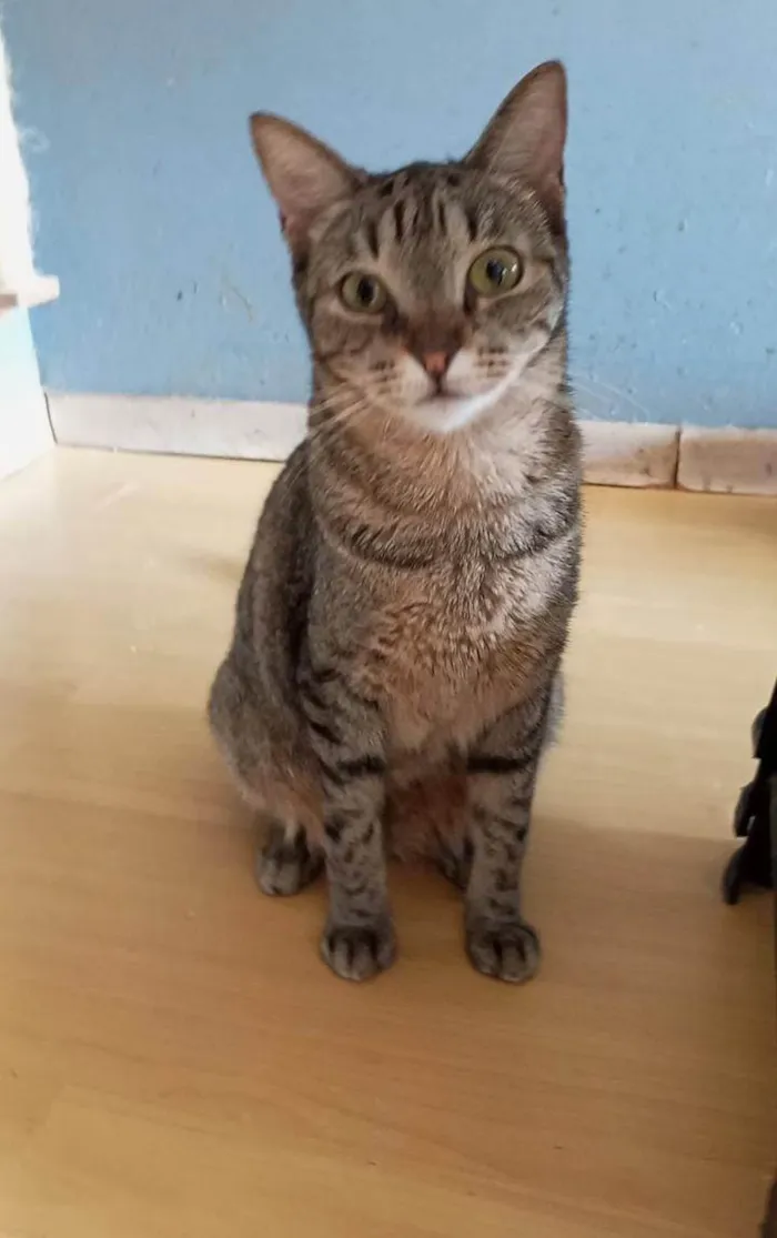 Gato ra a SRD-ViraLata idade 1 ano nome LAURINHA