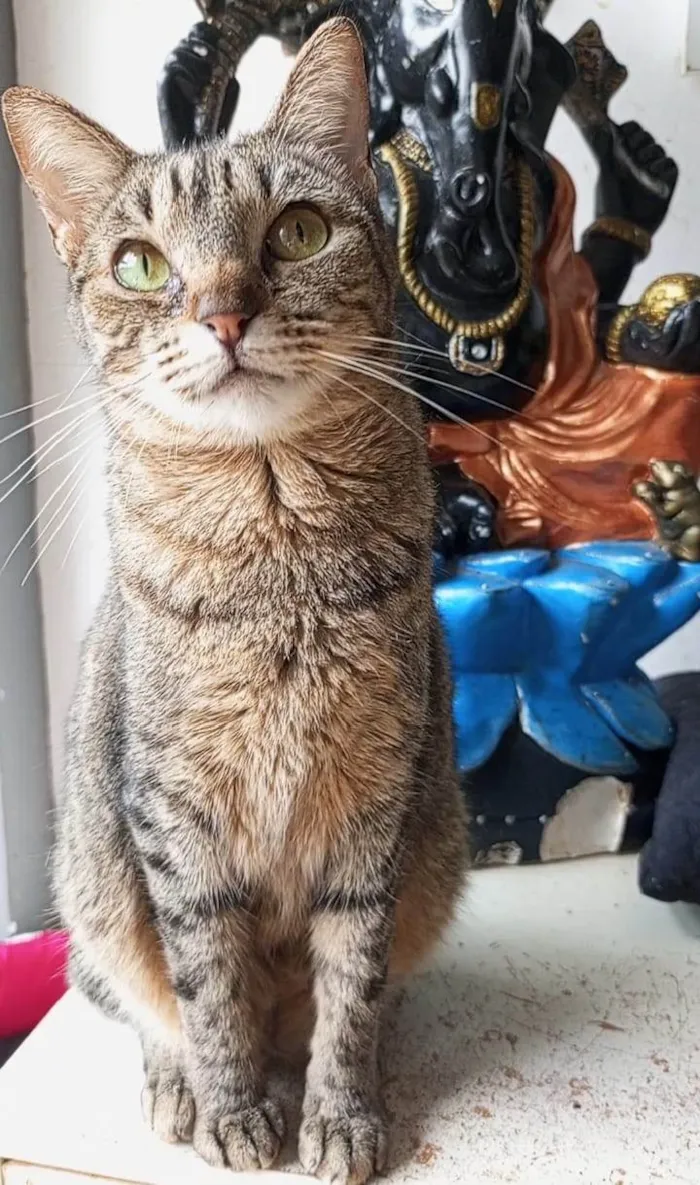 Gato ra a SRD-ViraLata idade 1 ano nome LAURINHA