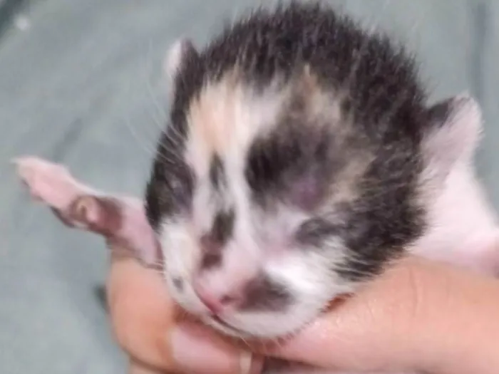 Gato ra a SRD-ViraLata idade Abaixo de 2 meses nome Gatos filhotes