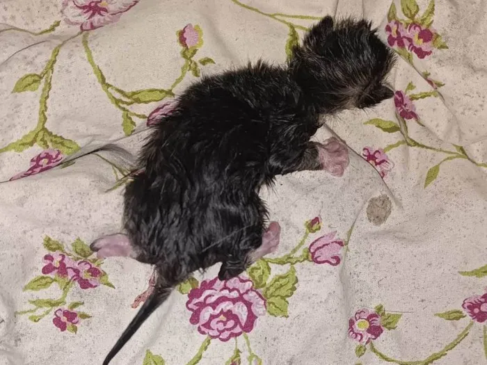 Gato ra a SRD-ViraLata idade Abaixo de 2 meses nome Gatos filhotes