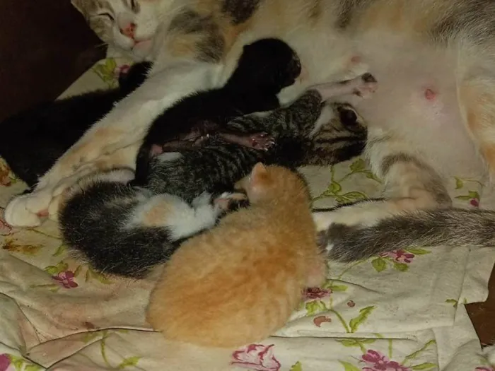 Gato ra a SRD-ViraLata idade Abaixo de 2 meses nome Gatos filhotes