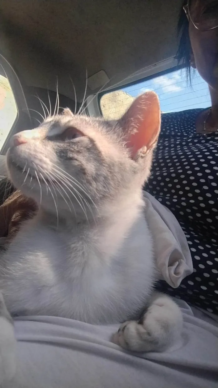Gato ra a SRD-ViraLata idade 1 ano nome Nuvem