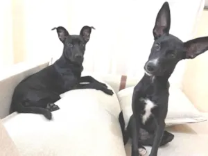Cachorro raça SRD-ViraLata idade 2 a 6 meses nome Shayenne e Margarida