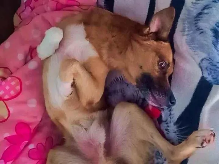 Cachorro ra a SRD-ViraLata idade 1 ano nome Paçoca 