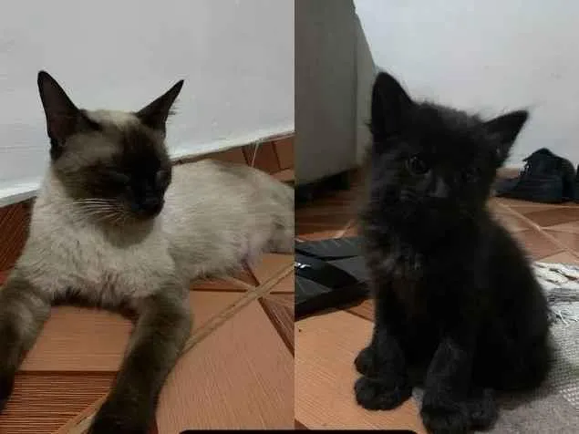 Gato ra a SRD-ViraLata idade 1 ano nome Fifi e filhinhos