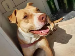 Cachorro raça Pit-Bull idade 6 ou mais anos nome Kiara