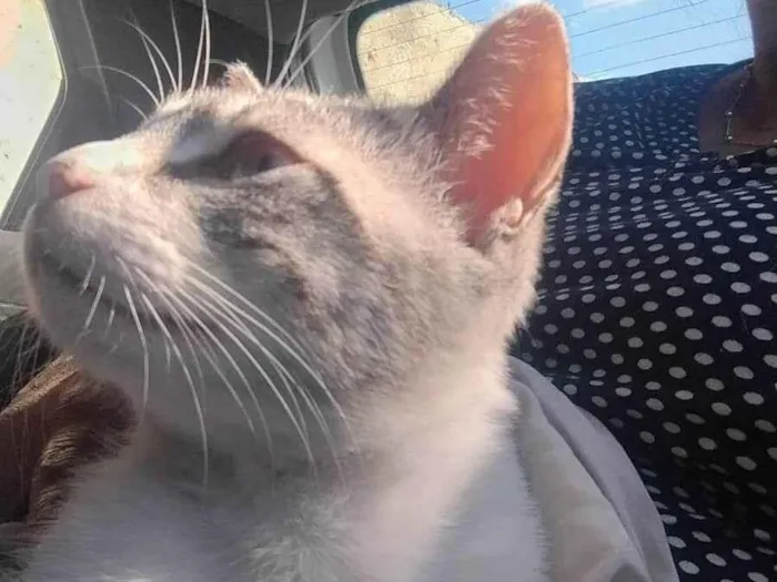 Gato ra a SRD-ViraLata idade 1 ano nome Nuvem