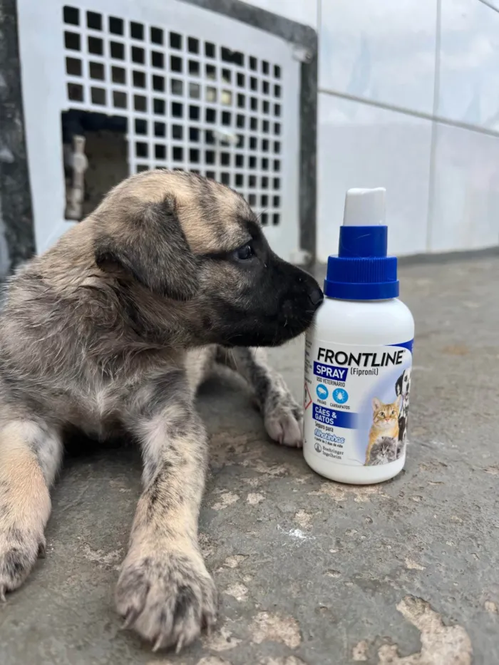 Cachorro raça SRD-ViraLata idade Abaixo de 2 meses nome Ainda sem nome 