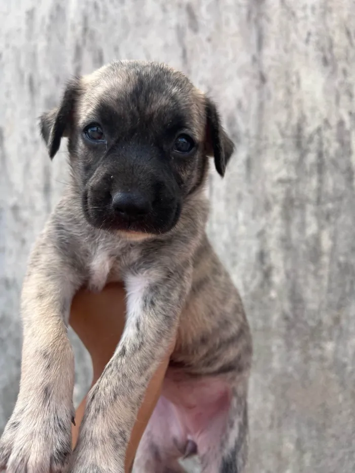 Cachorro raça SRD-ViraLata idade Abaixo de 2 meses nome Ainda sem nome 
