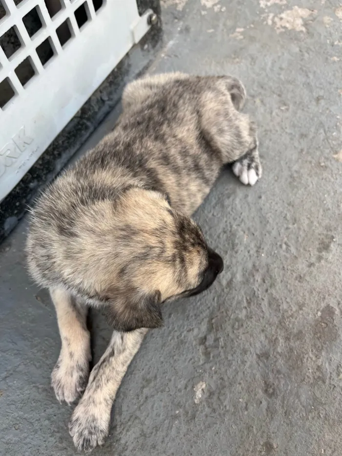 Cachorro raça SRD-ViraLata idade Abaixo de 2 meses nome Ainda sem nome 