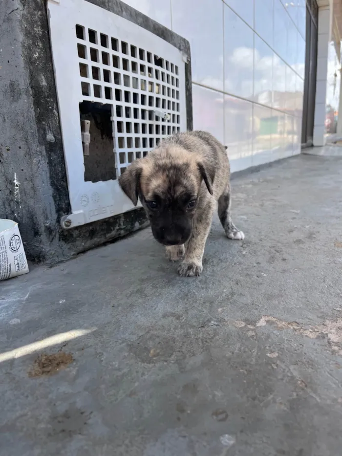 Cachorro raça SRD-ViraLata idade Abaixo de 2 meses nome Ainda sem nome 