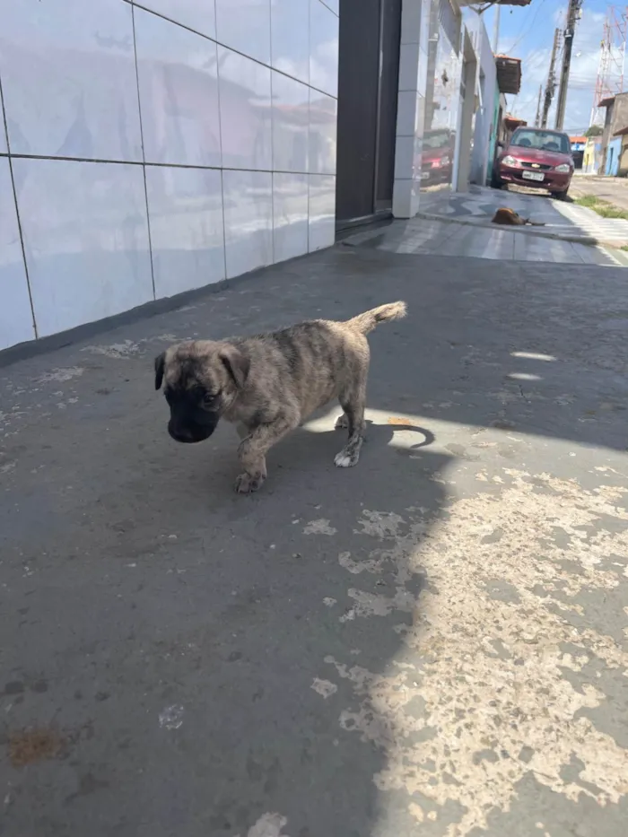 Cachorro raça SRD-ViraLata idade Abaixo de 2 meses nome Ainda sem nome 