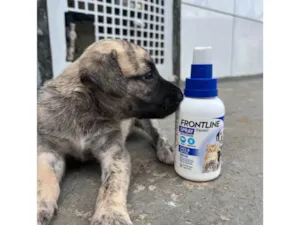 Cachorro raça SRD-ViraLata idade Abaixo de 2 meses nome Ainda sem nome