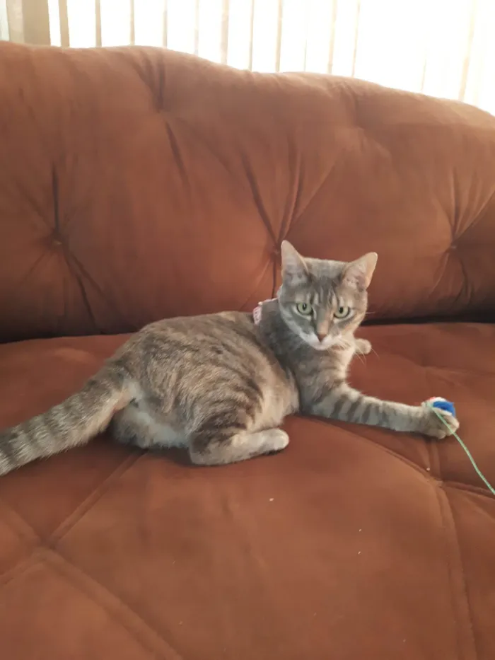 Gato ra a SRD-ViraLata idade 1 ano nome Luna