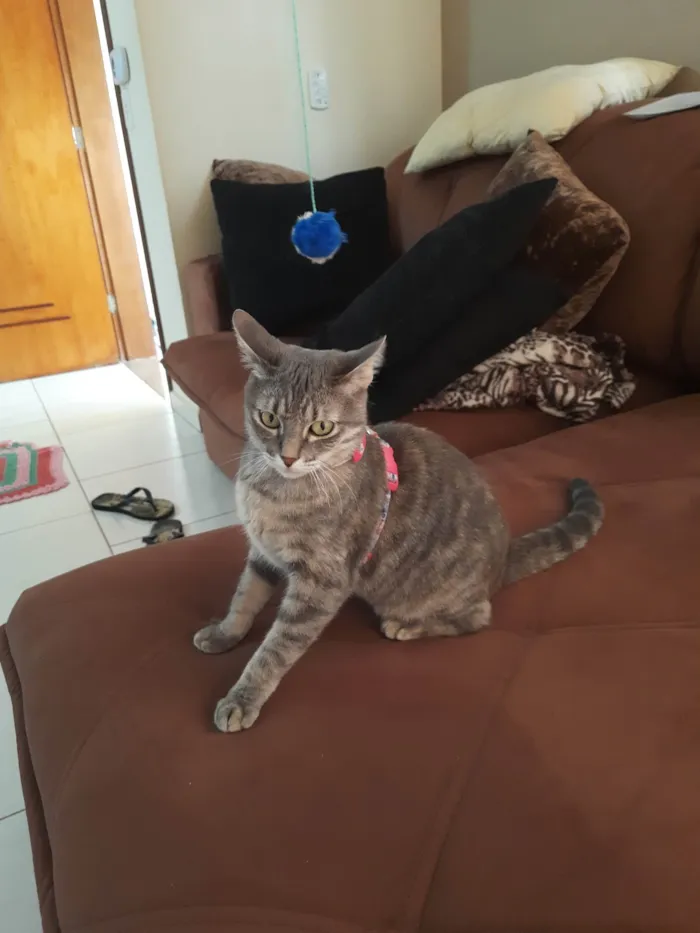 Gato ra a SRD-ViraLata idade 1 ano nome Luna