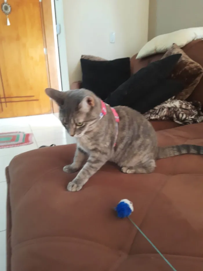 Gato ra a SRD-ViraLata idade 1 ano nome Luna