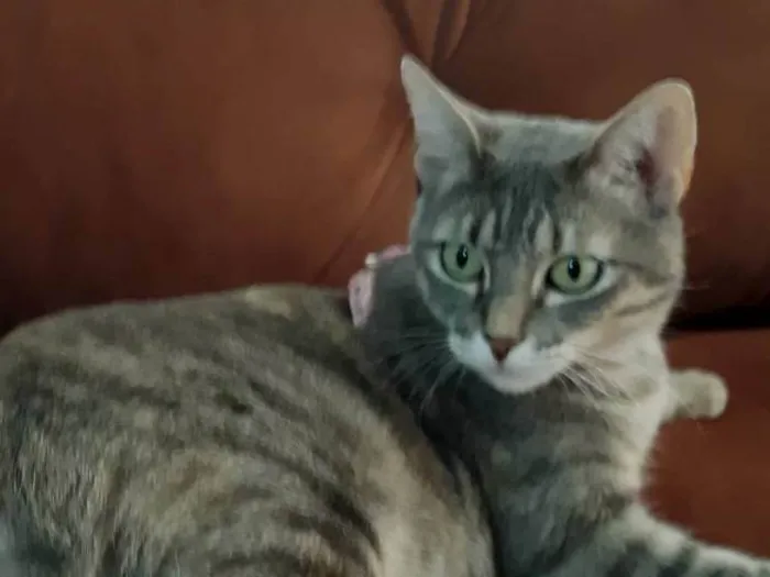 Gato ra a SRD-ViraLata idade 1 ano nome Luna